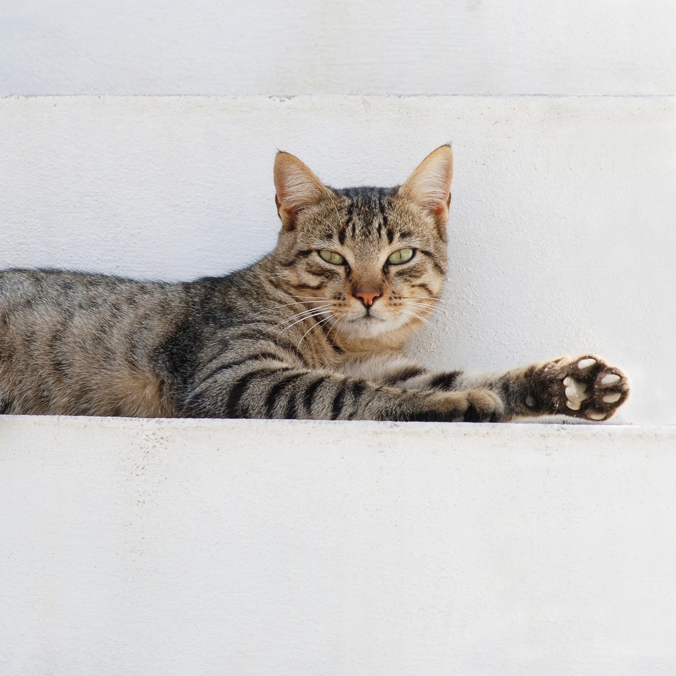 Cat - Abyssinian