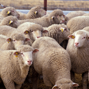 Sheep - Texel